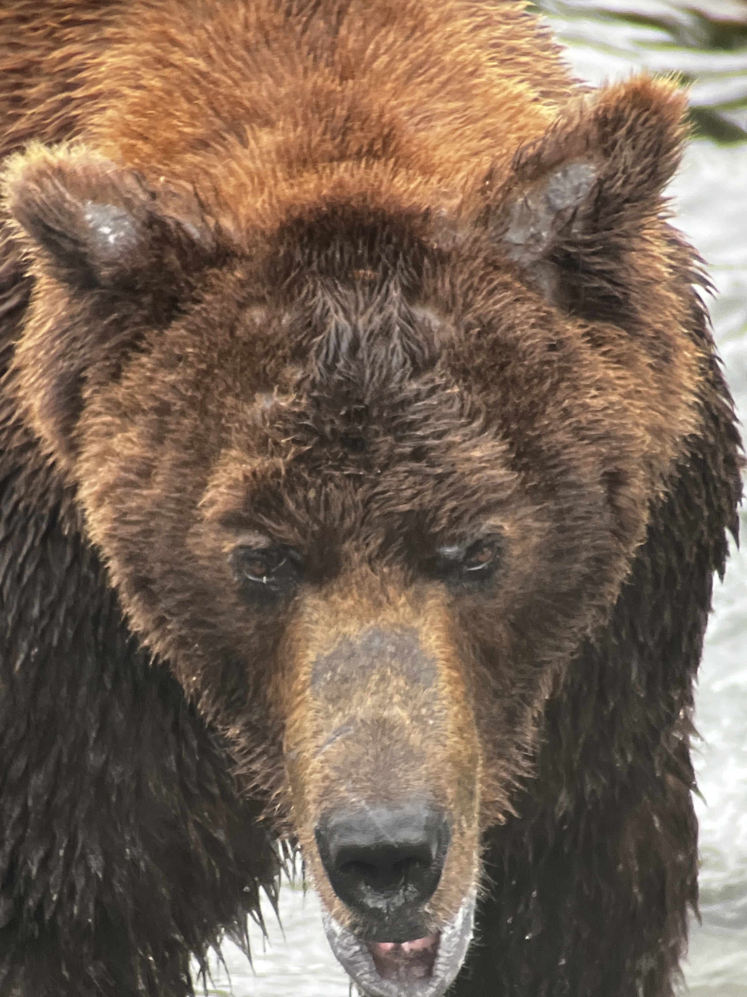 Brown bears gather around Brooks River during the salmon run, creating extraordinary opportunities to observe wildlife in its natural environment.