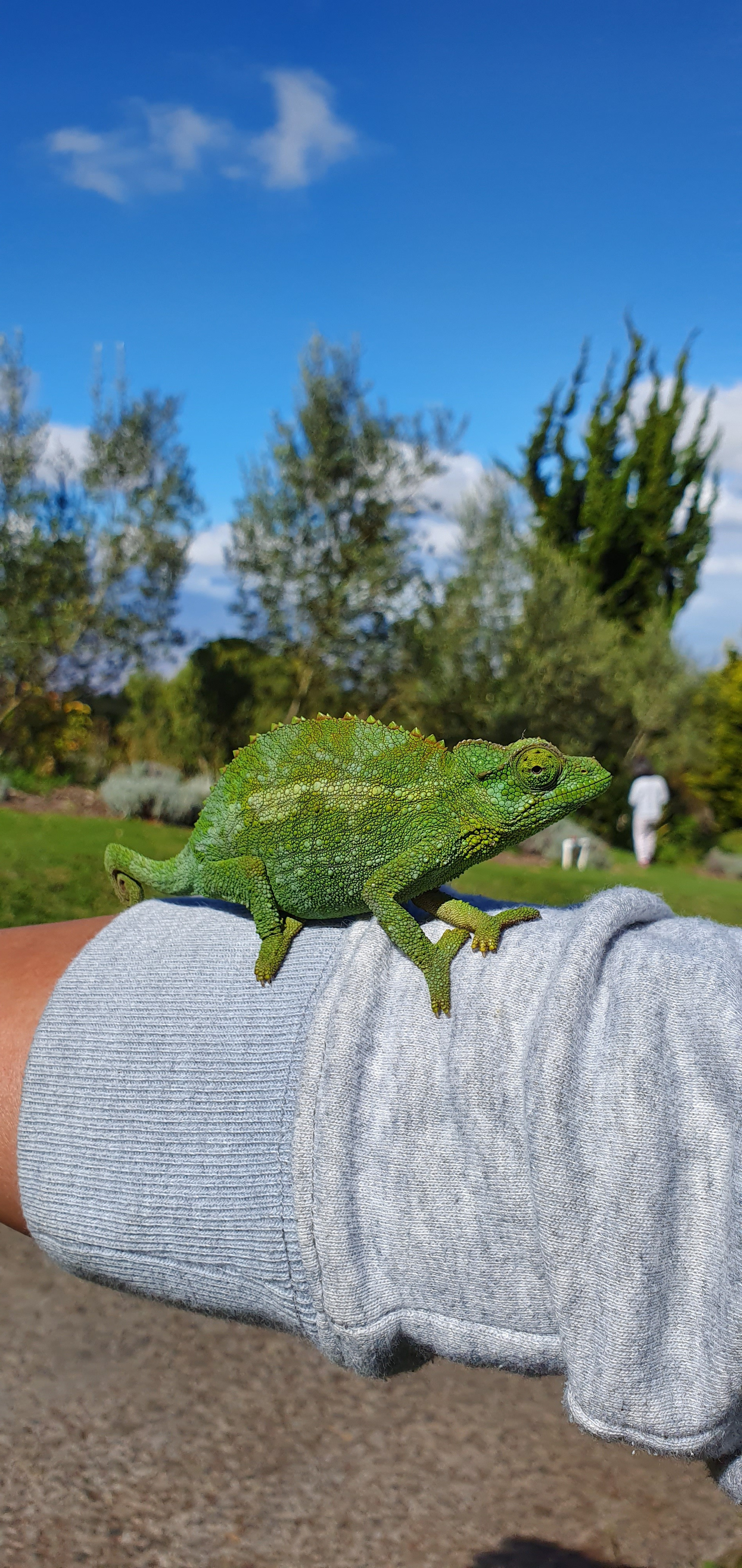 The unexpected close encounter with a Jackson&rsquo;s chameleon that became the inspiration behind MOMENT No. 004.