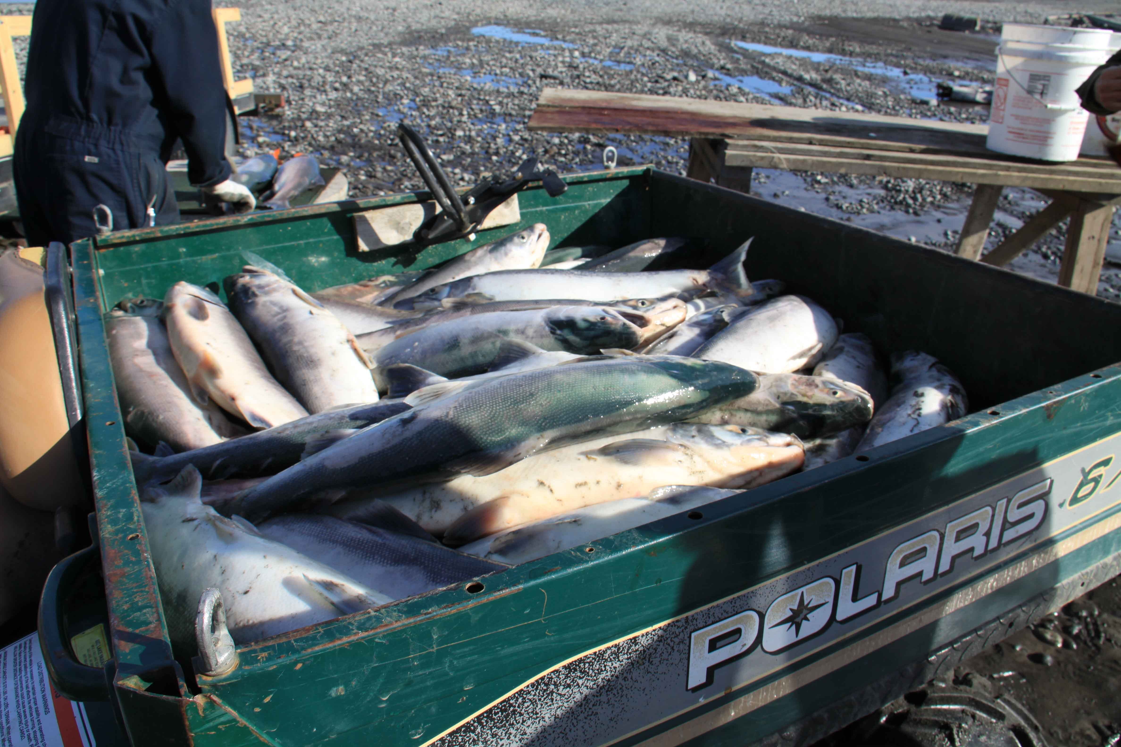 Wild Salmon Catch in Alaska Fresh wild salmon from the river, part of the real experience behind MOMENT No. 001.