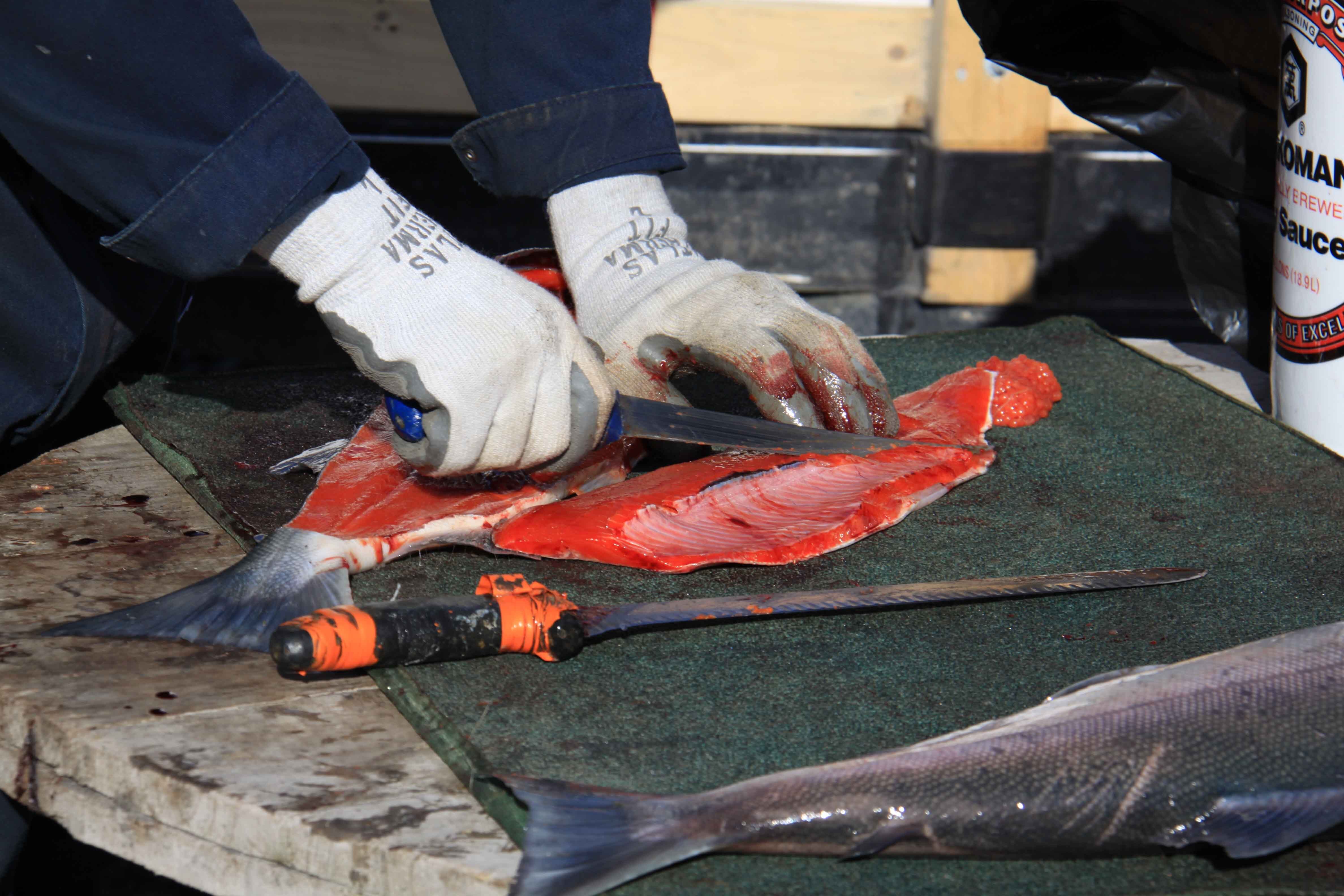 Fresh Wild Salmon in Alaska Fresh wild salmon from the river, part of the real experience behind MOMENT No. 001.