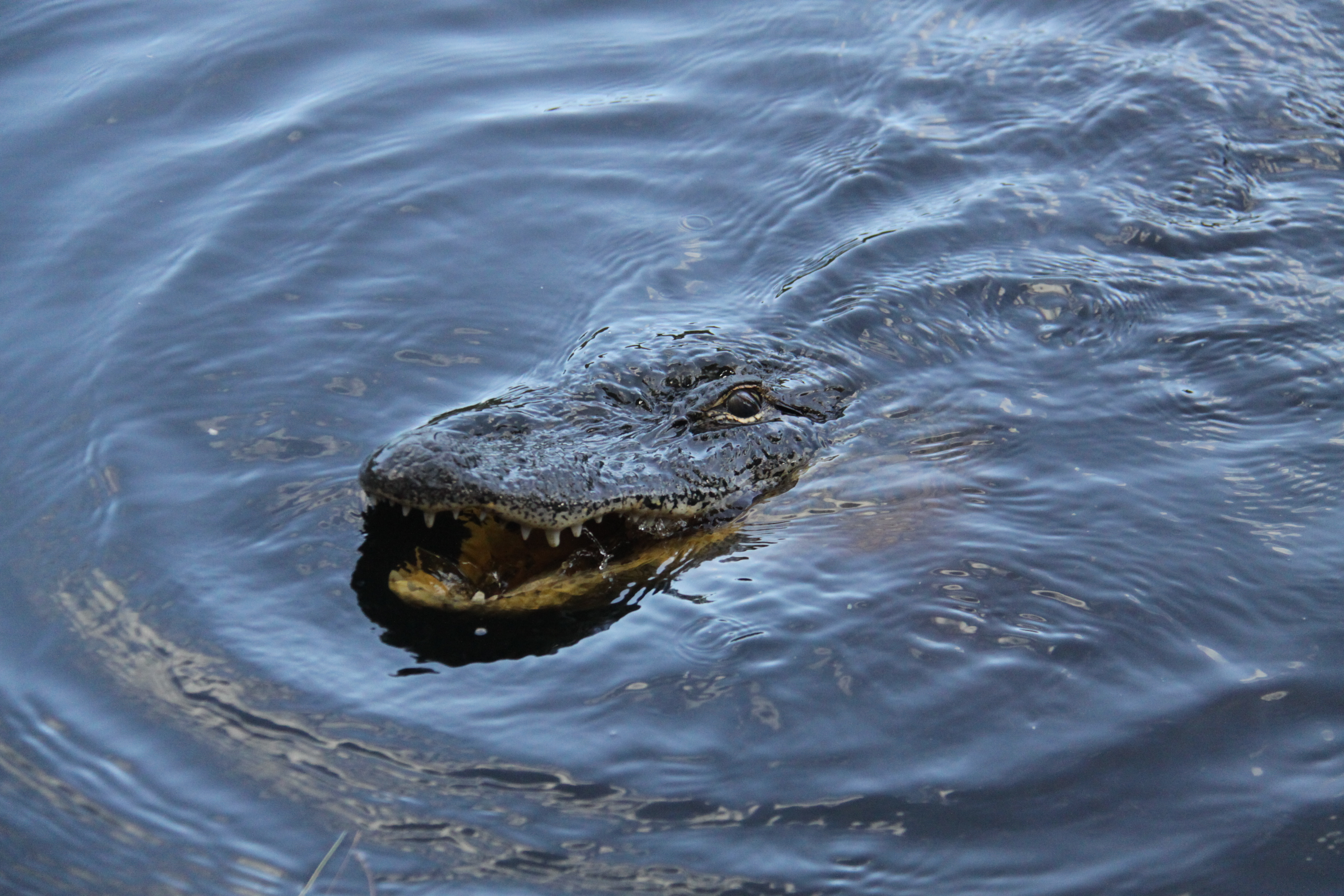 Alligator in the Bayou Alligators were part of the landscape throughout our stay, often moving quietly through the water around the cabin.