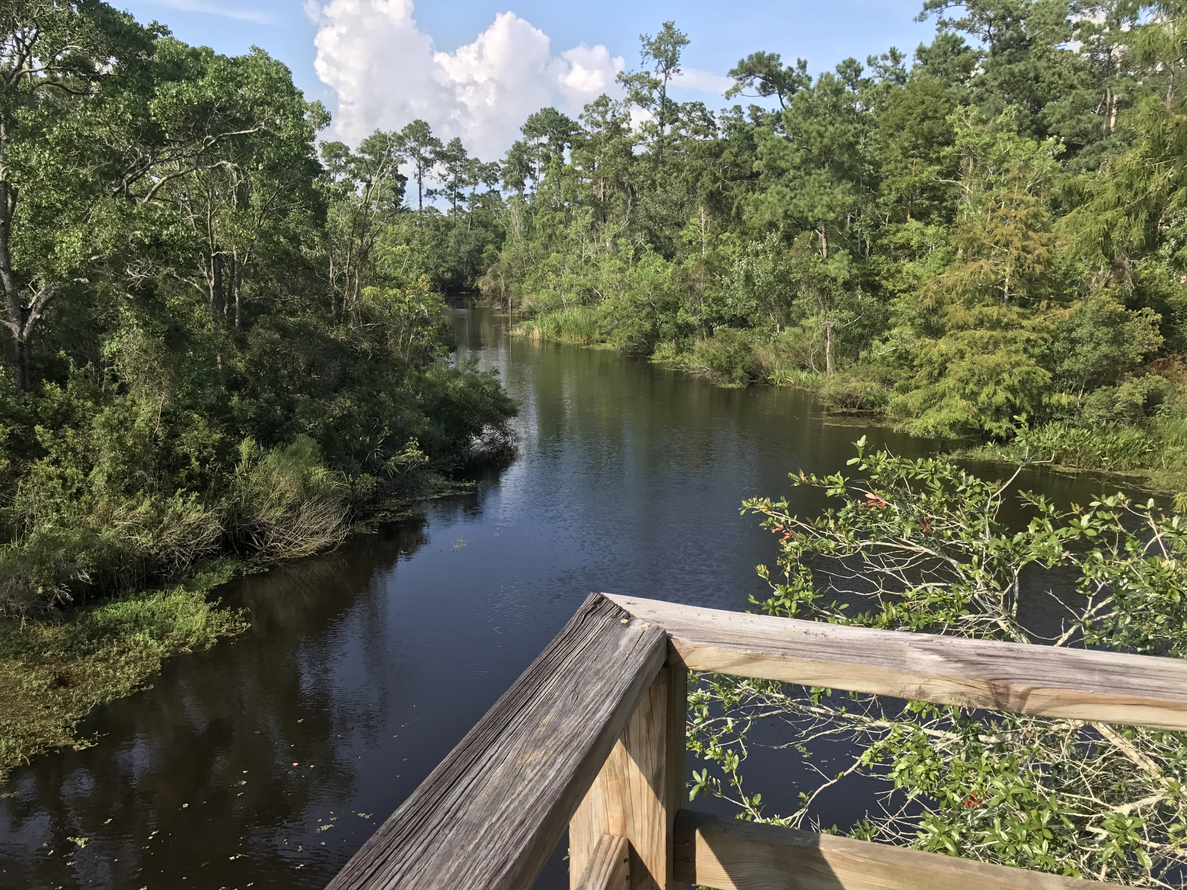 View from the Balcony The view from above — the same perspective from which the unforgettable alligator leap was photographed.