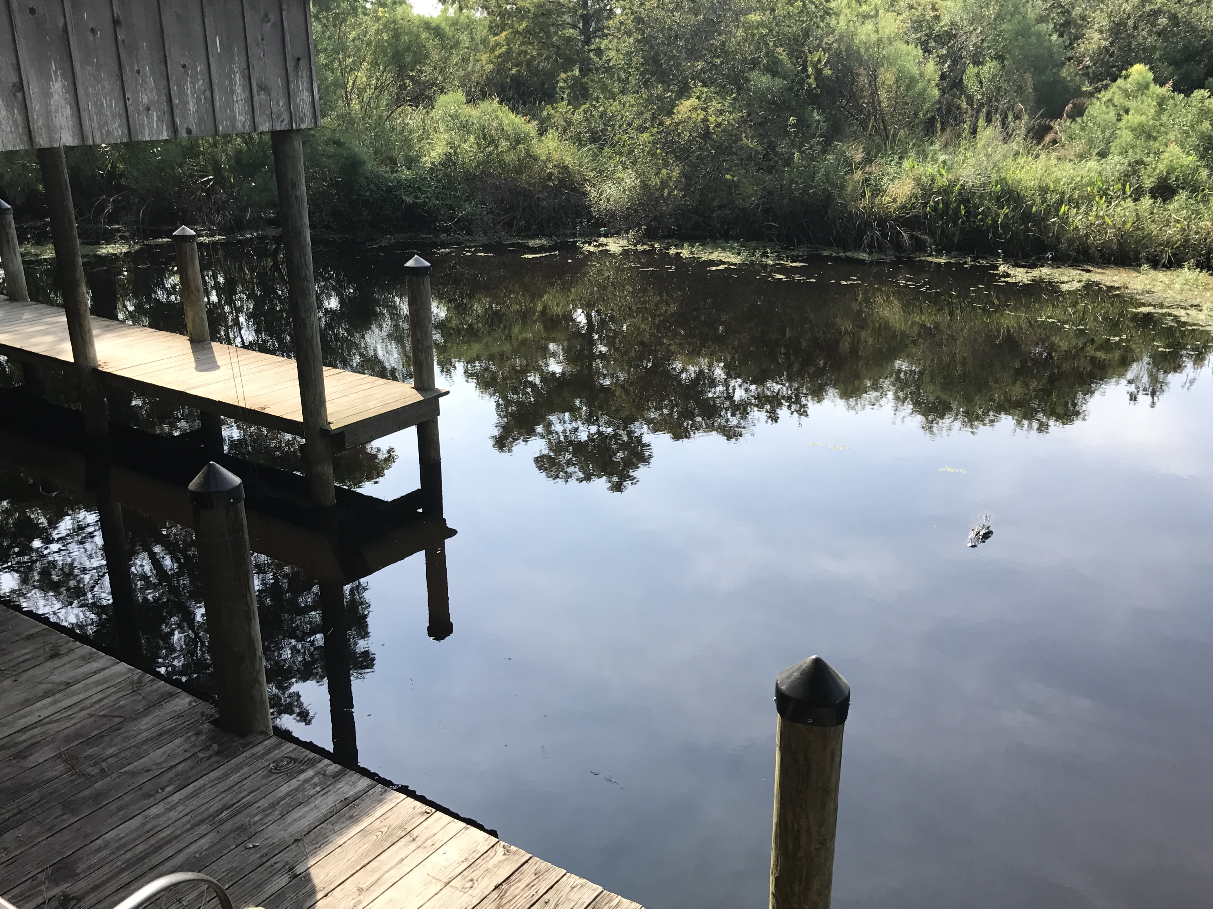 Wooden Dock on the Bayou The small dock beside our cabin where an ordinary photo moment suddenly became unforgettable.