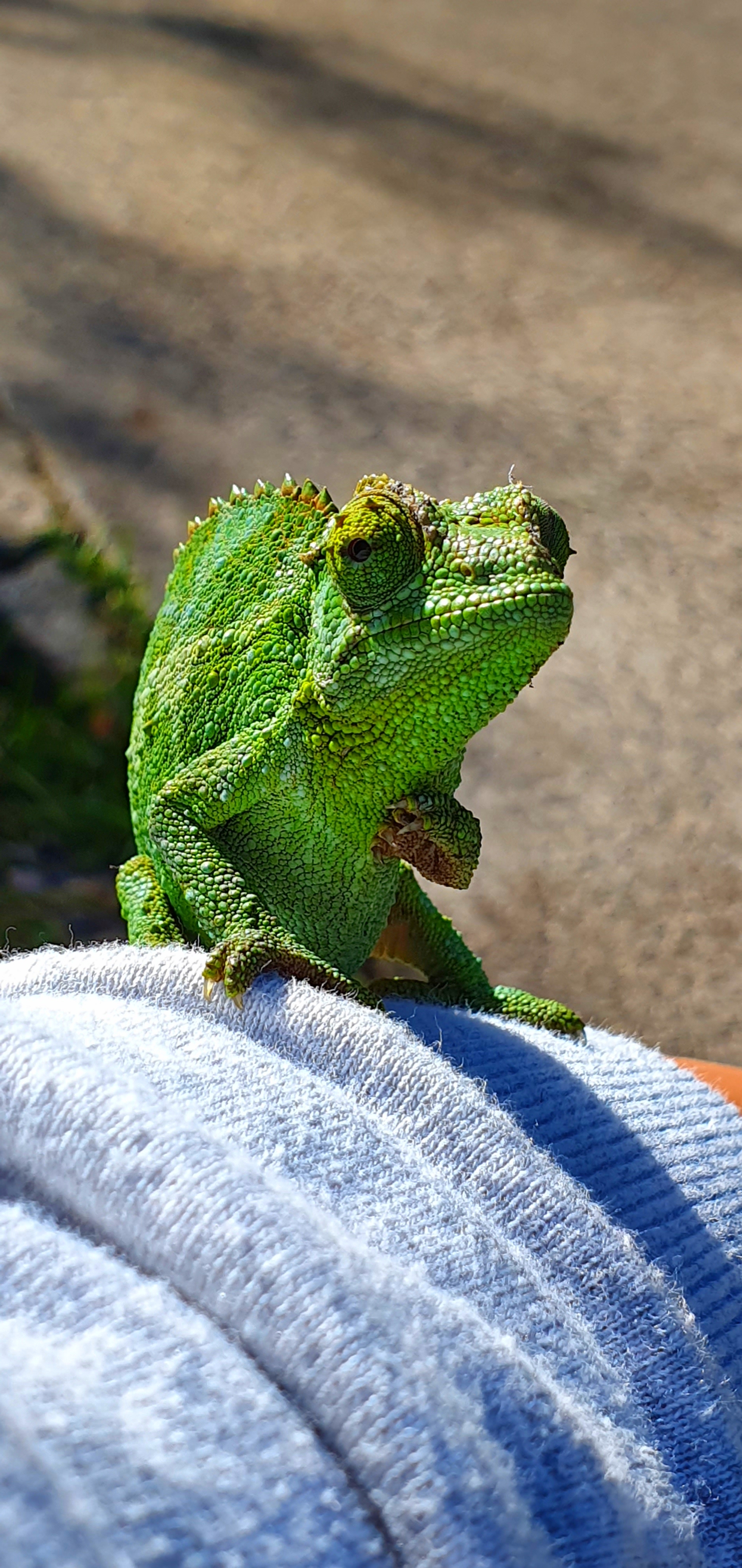 Seen up close, the chameleon&rsquo;s textured skin, horns, curled tail and unusual eyes made the encounter even more memorable.