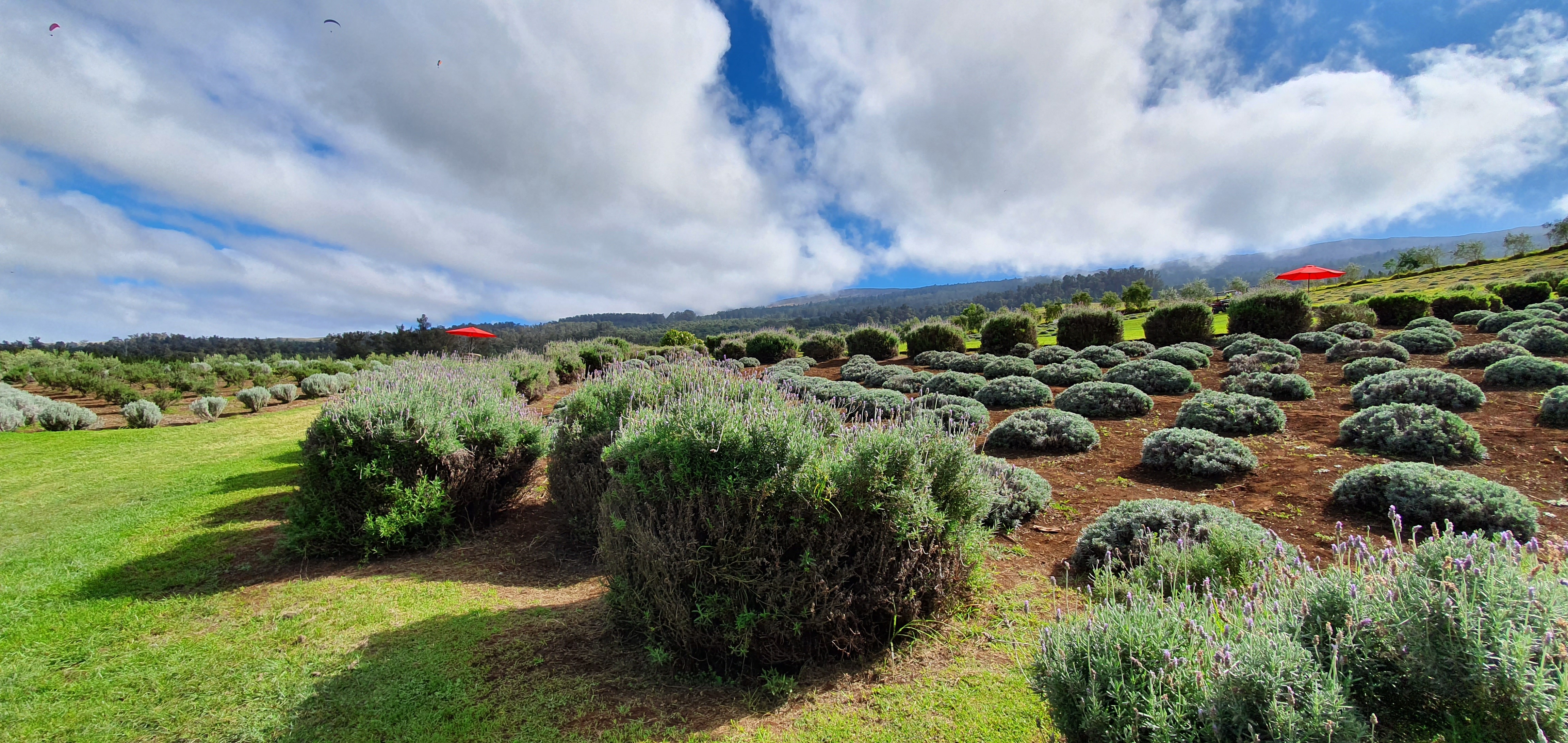 The lavender farm and peaceful Upcountry landscape created the setting for the unexpected chameleon encounter.