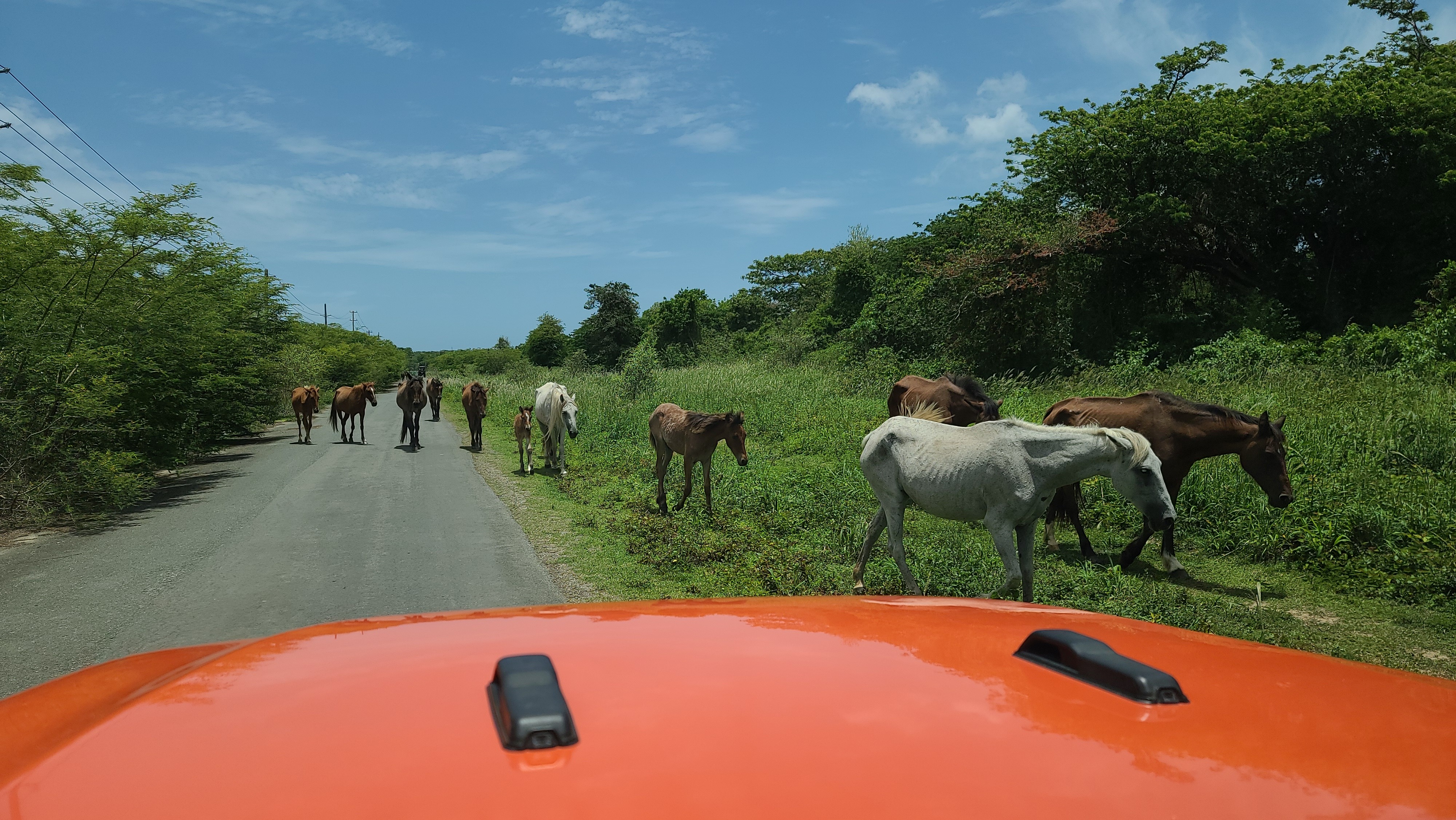 Horses are part of the everyday landscape of Vieques, moving freely through spaces shared with residents and visitors.