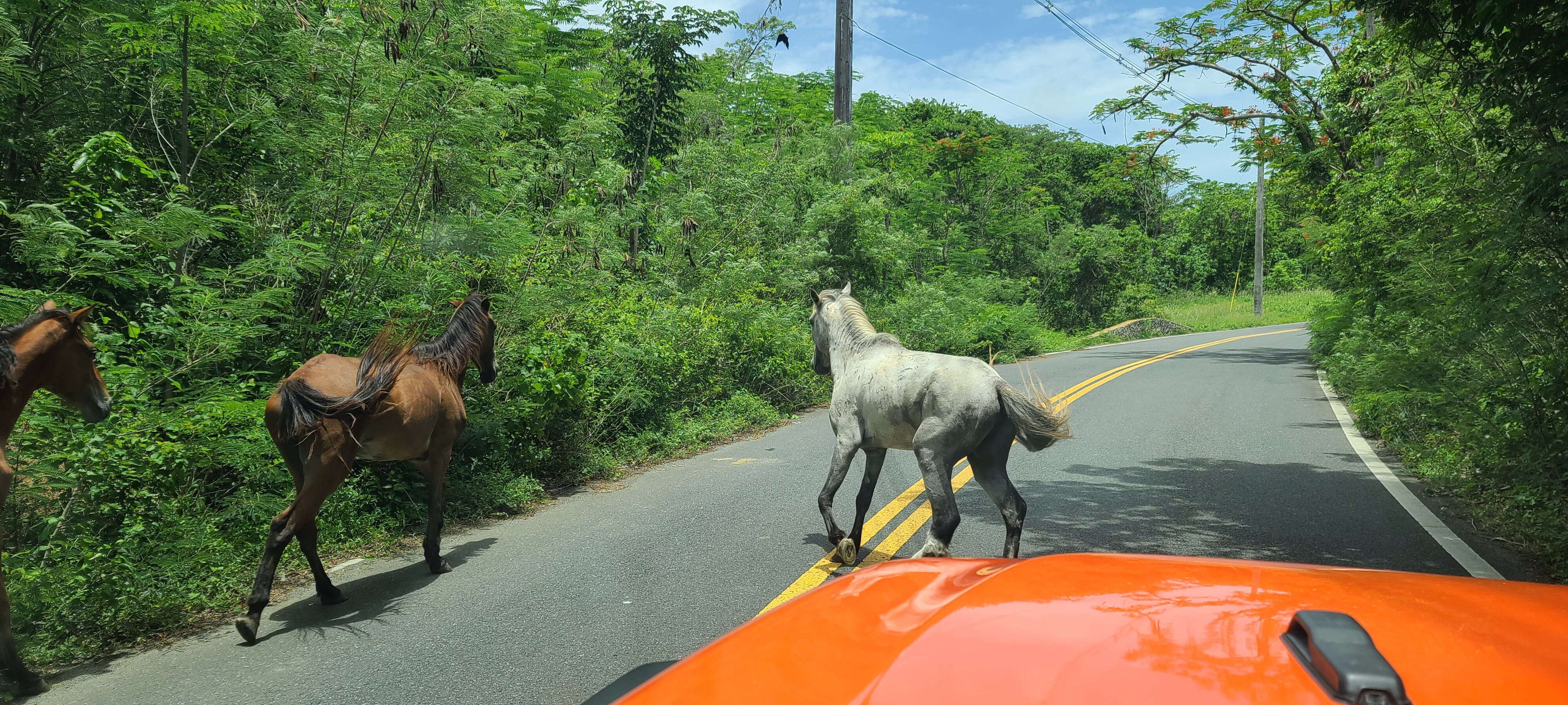 Horses were a familiar sight around Vieques, but seeing them later walk directly through town created an entirely different memory.