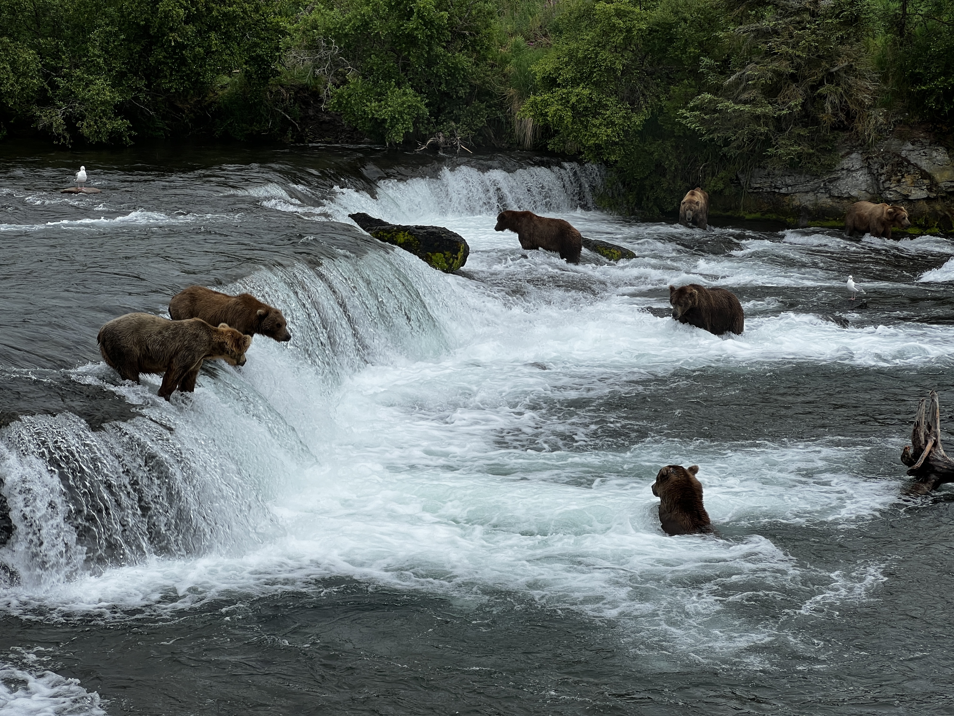 Watching brown bears fish for salmon along Brooks River is one of the defining wildlife experiences of Brooks Camp.