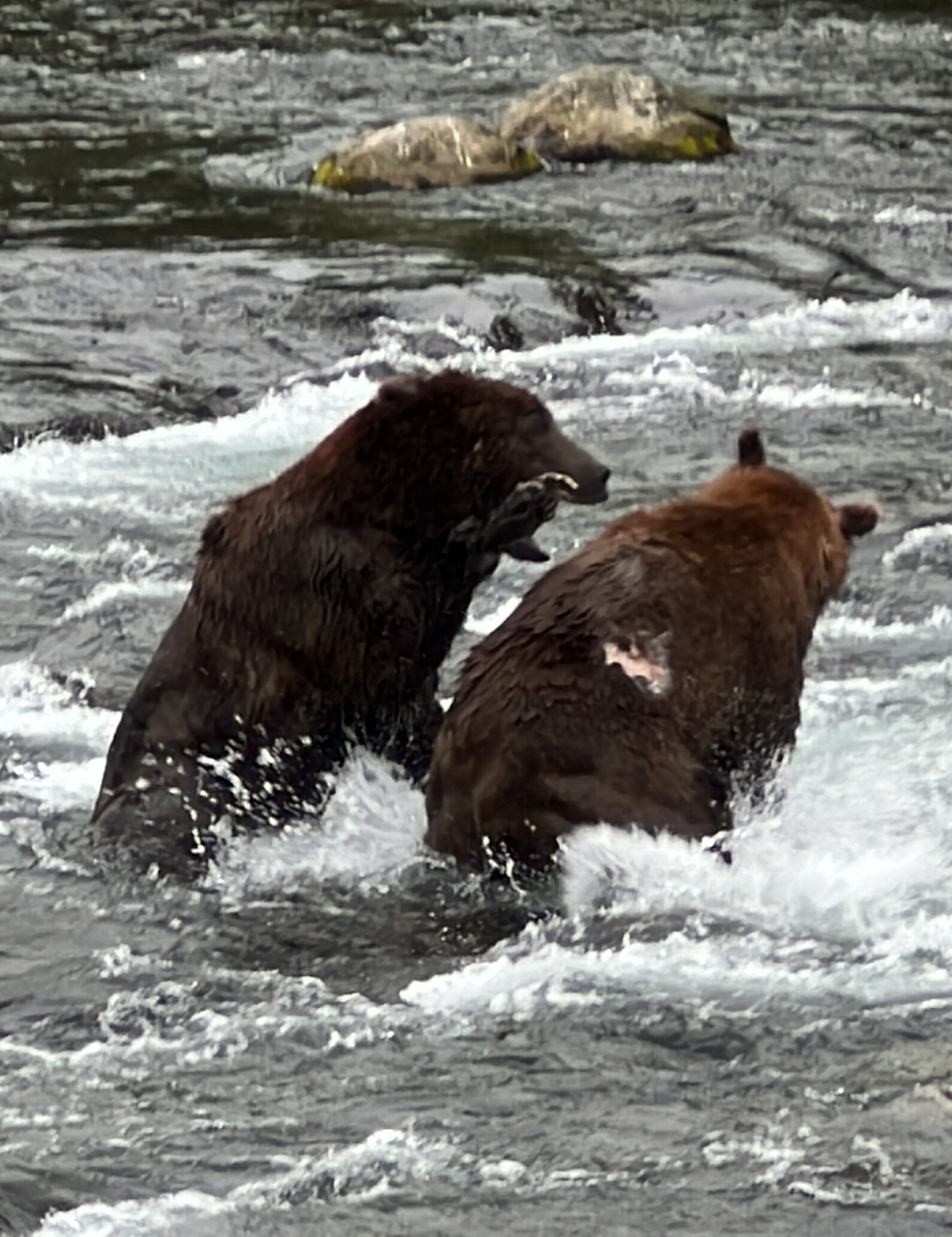 The unforgettable encounter between two brown bears and a wild salmon that became the inspiration behind MOMENT No. 006.