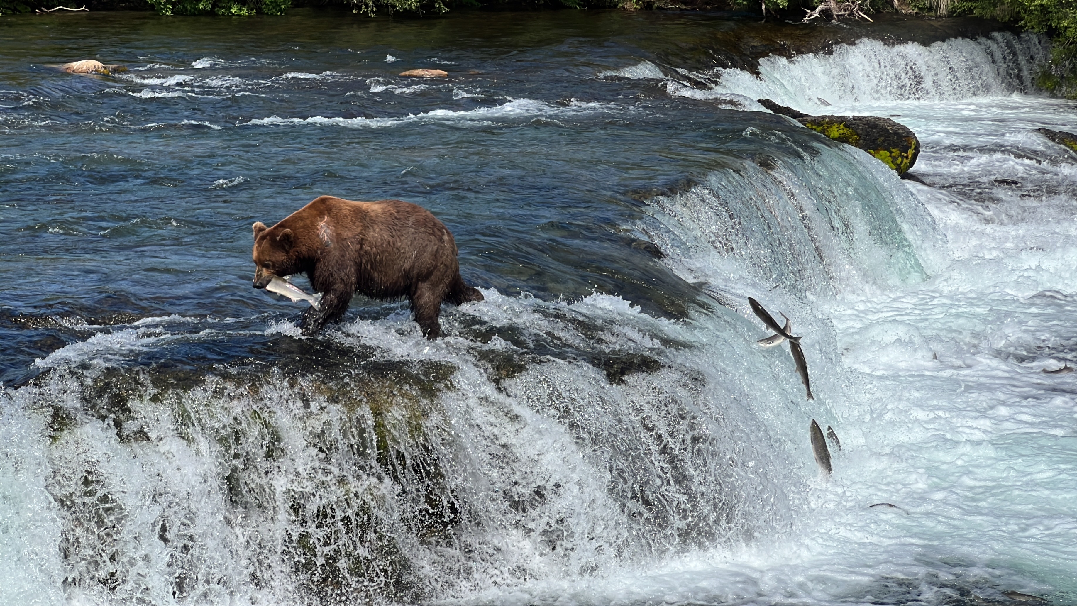 The salmon run transforms Brooks River, drawing brown bears to the water in search of fish.