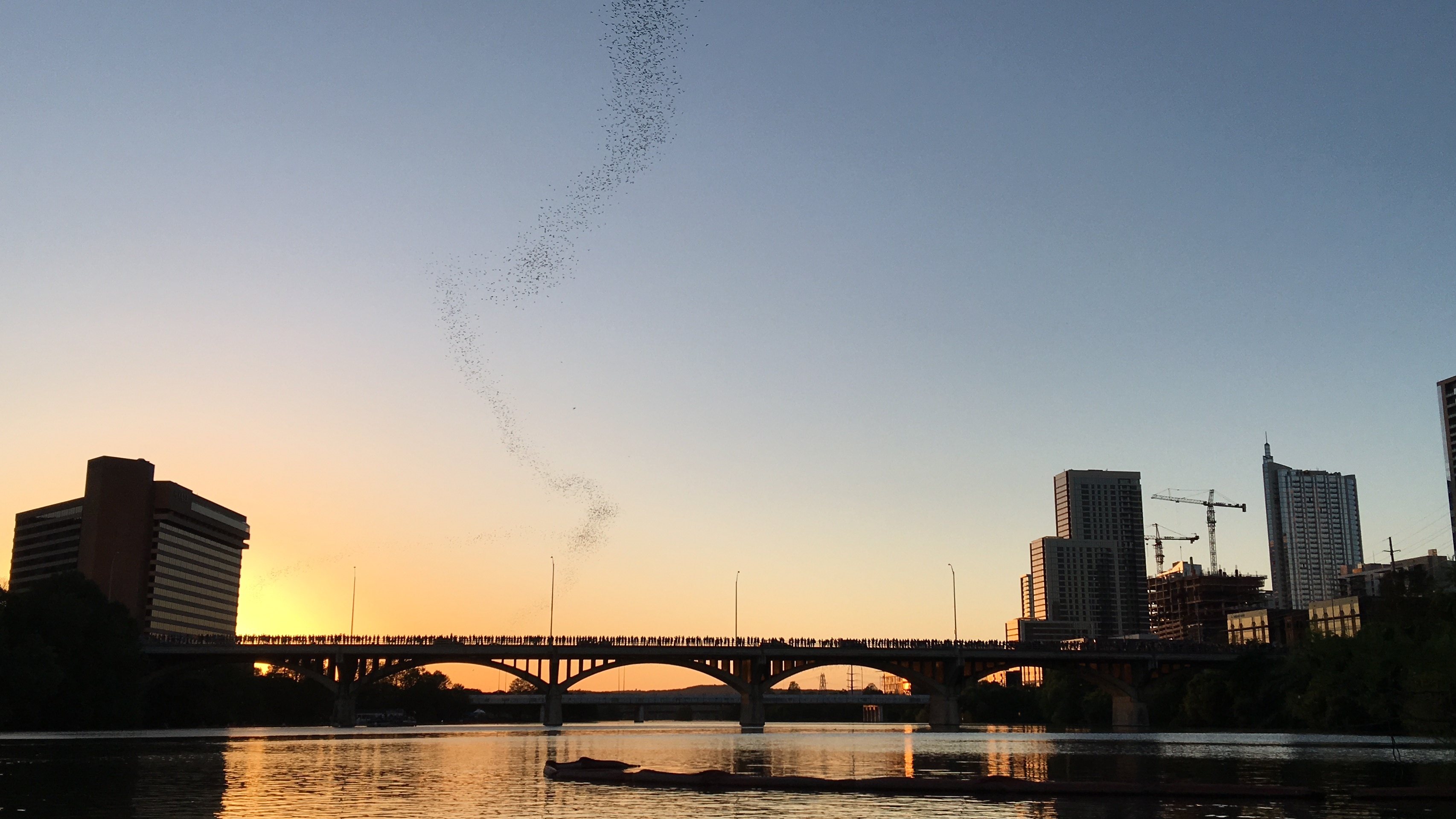 The unforgettable moment when bats began pouring out from beneath Congress Avenue Bridge and into the evening sky.