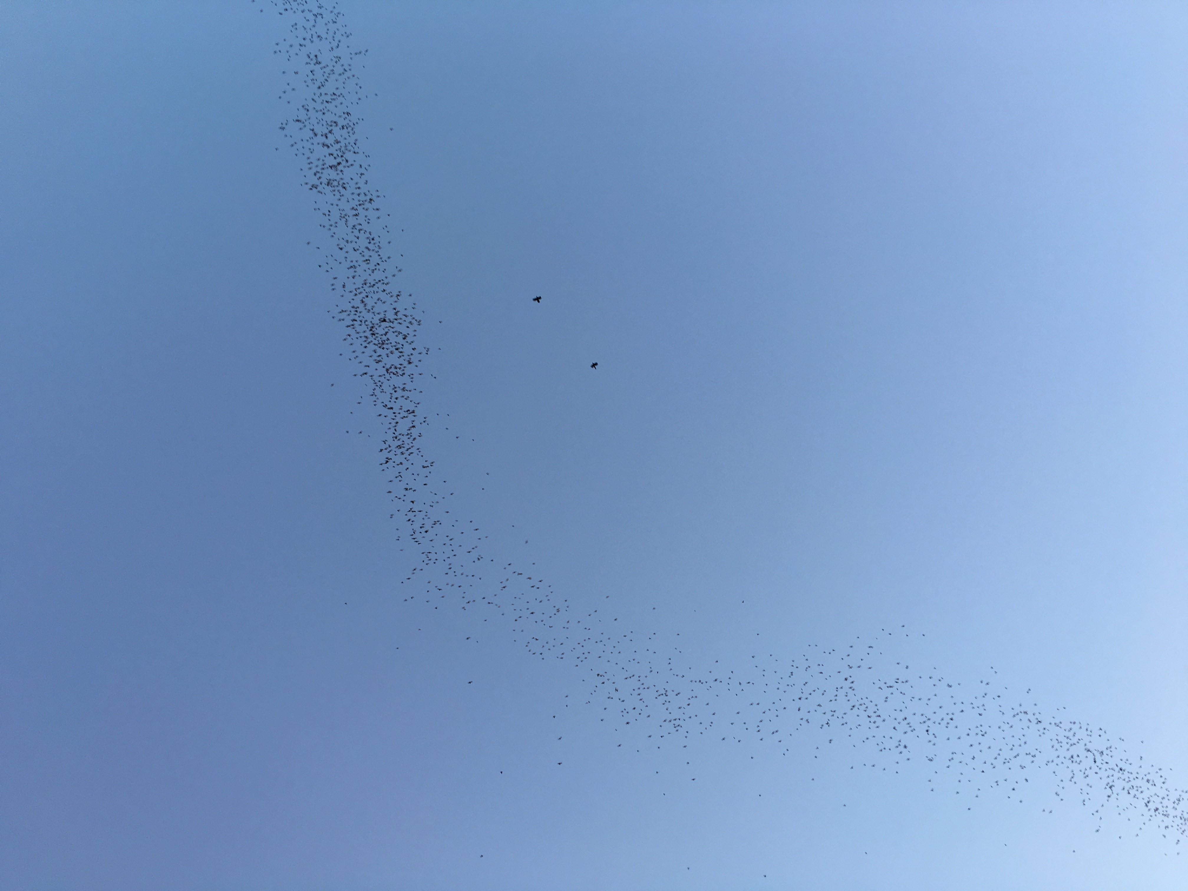 As more bats poured out from under the bridge, the evening sky filled with movement and energy.