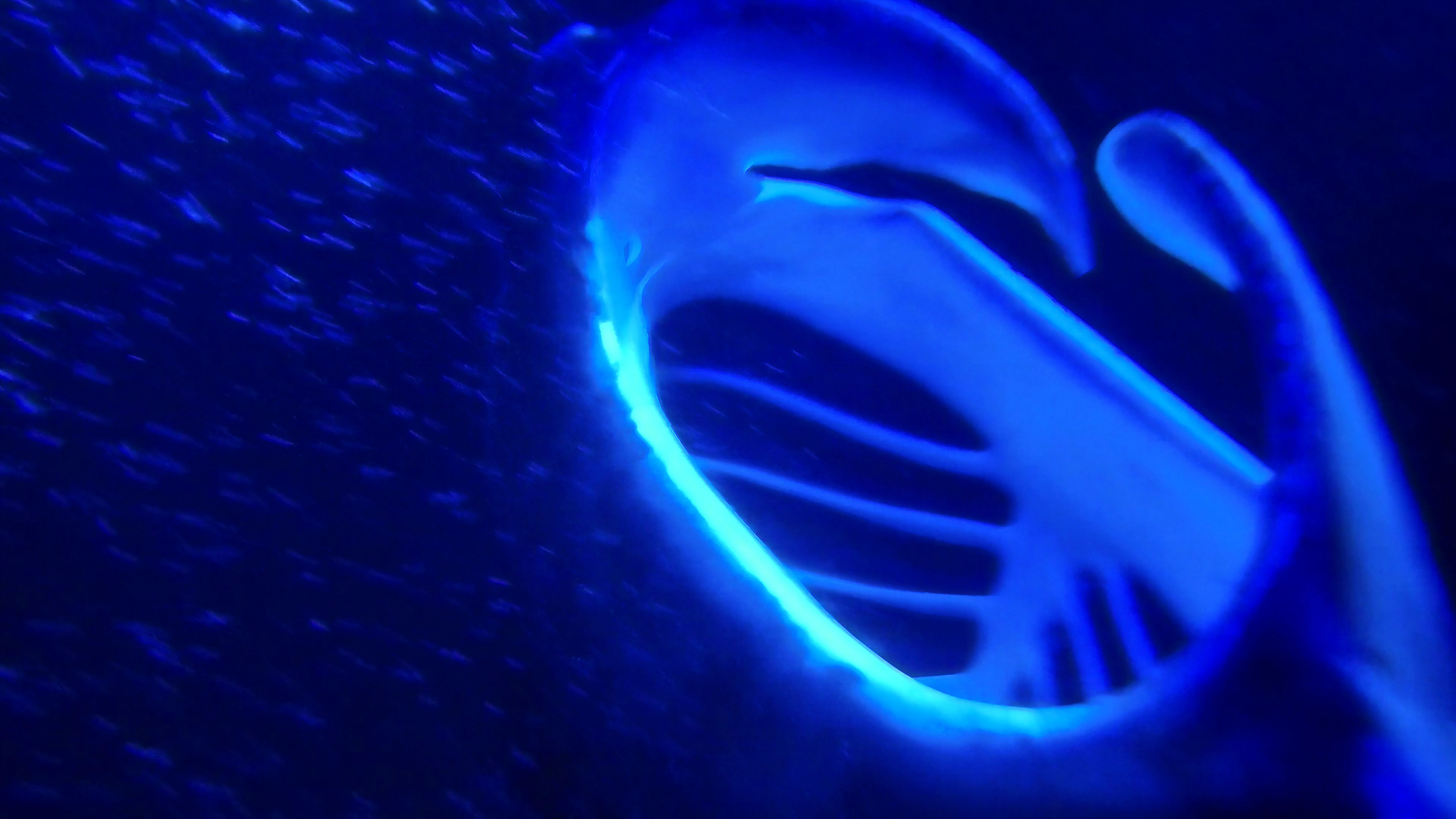 Seen from below at close range, the manta ray passed through the light with its broad wings and distinctive underside clearly visible.