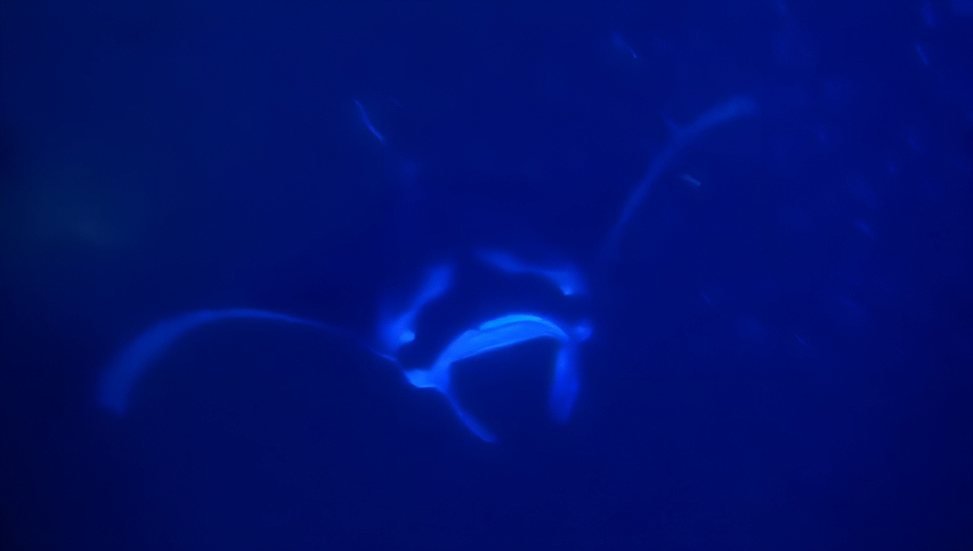 A manta ray glides effortlessly through the illuminated water at night &mdash; part of the real encounter that inspired MOMENT No. 008.